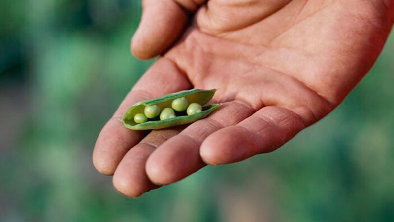 apetito-vegetarische-ernaehrung_huelsenfruechte