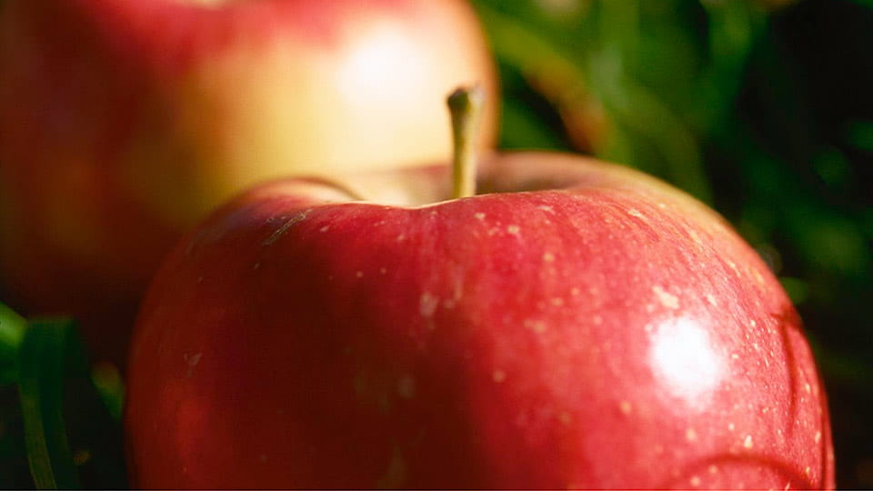 apetito-Magazin_Apfel