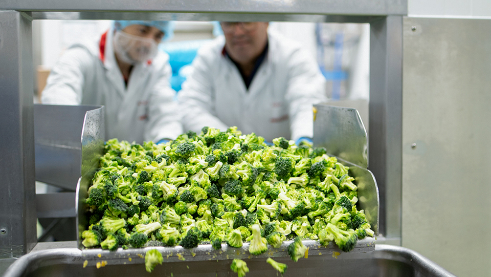 Zwei-Mitarbeitende-schuetten-tiefgekuehlen-Brokkoli-in-einen-Großkuechenbehaelter