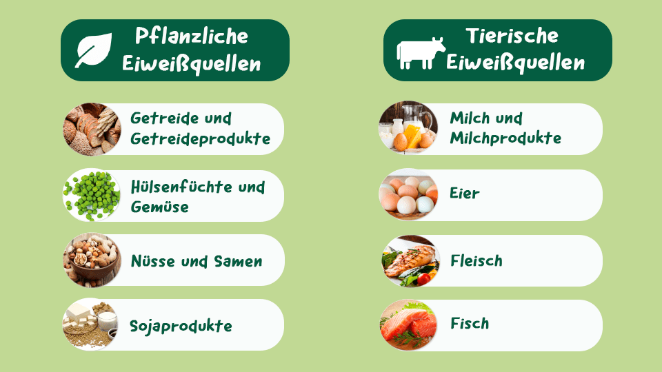 apetito-Magazin_Eiweiss_Infografik-tierische-und-pflanzliche-Eiweiss-Quellen
