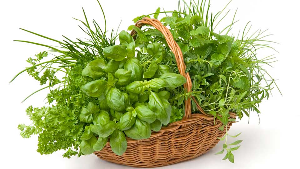 apetito-Magazin_Korb mit Kraeutern