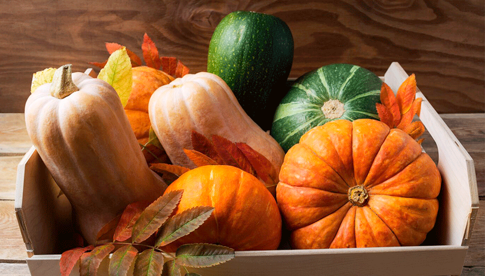 apetito_Magazin_Verschiedene Kuerbisse im Korb 