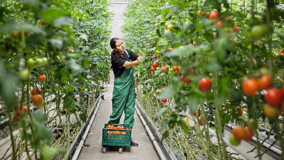 apetito-Magazin_Tomatenernte