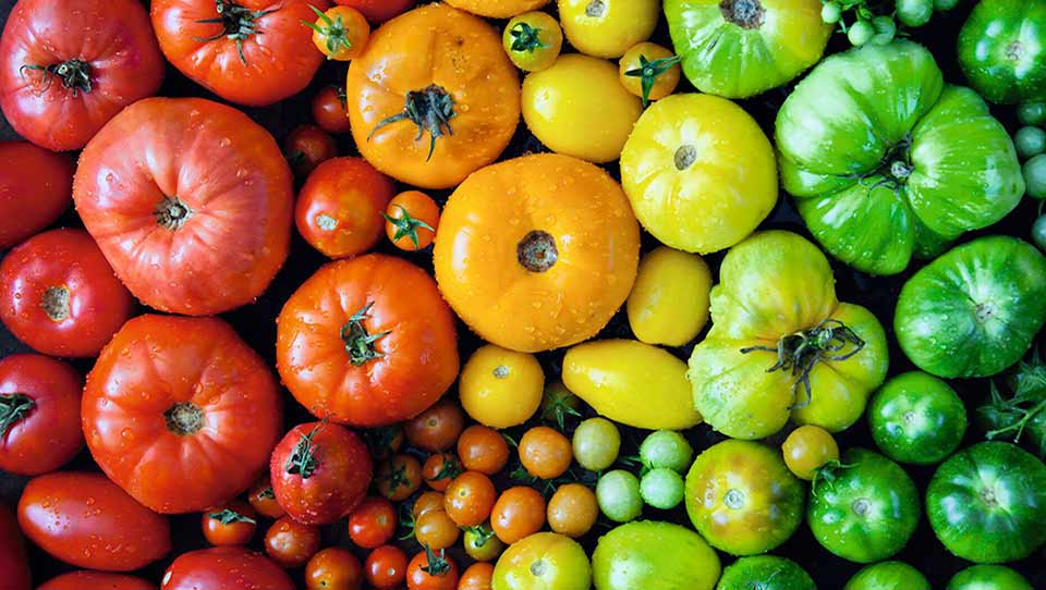apetito-Magaztin_Tomatenvielfalt