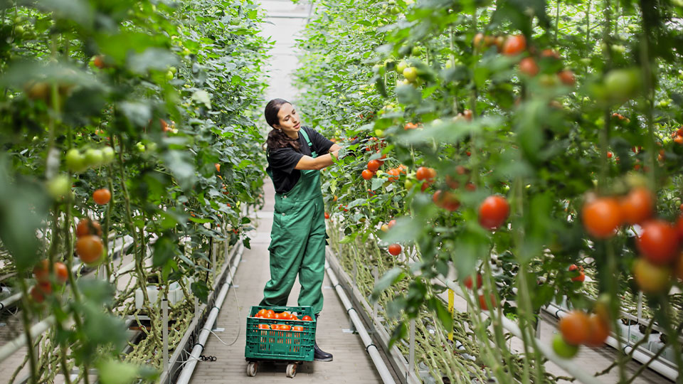 Menschenrechte: Person bei der Tomatenernte