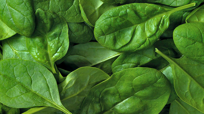 apetito_Ernaehrungsberatung_Ernaehrungslexikon