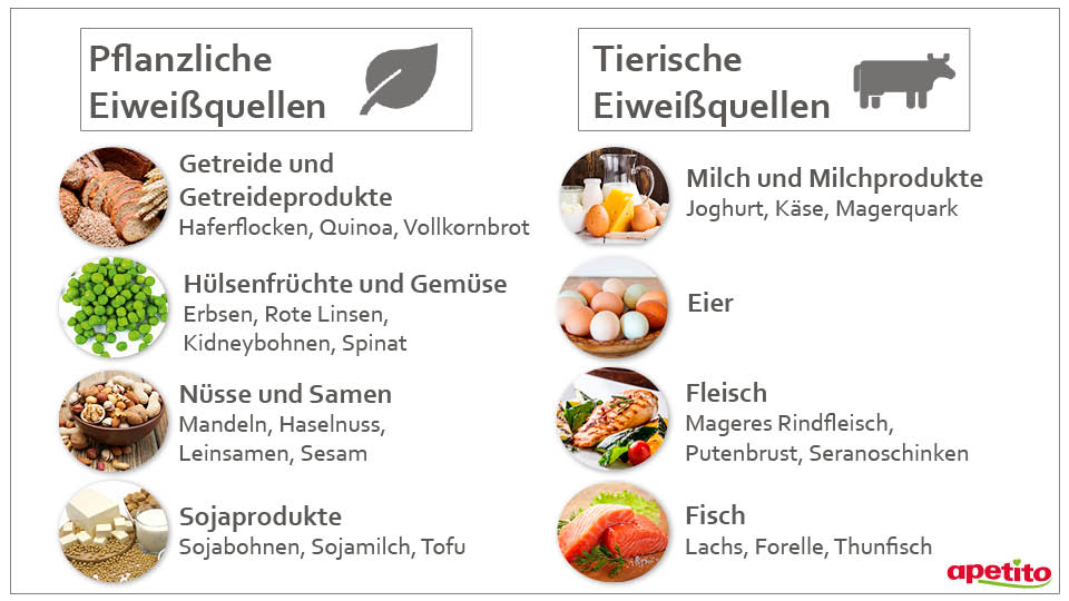 Tierisches Vs. Pflanzliches Eiweiß: Was Ist Der Unterschied? – WZXENZ